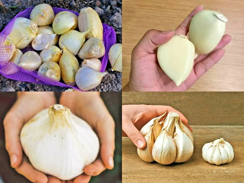 Elephant Garlic Corms - Fresh Harvest USA Grown - Healthy Bulbs for Planting - Image 1