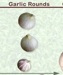 Elephant Garlic Seeds - Fresh Harvest USA Garlic Seed for Planting - Image 2