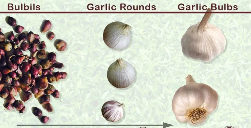 Elephant Garlic Seeds - Fresh Harvest USA Garlic Seed for Planting - Image 2