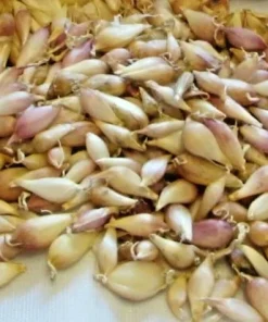 Elephant Garlic Seeds - Fresh Harvest USA Garlic Seed for Planting - Image 3