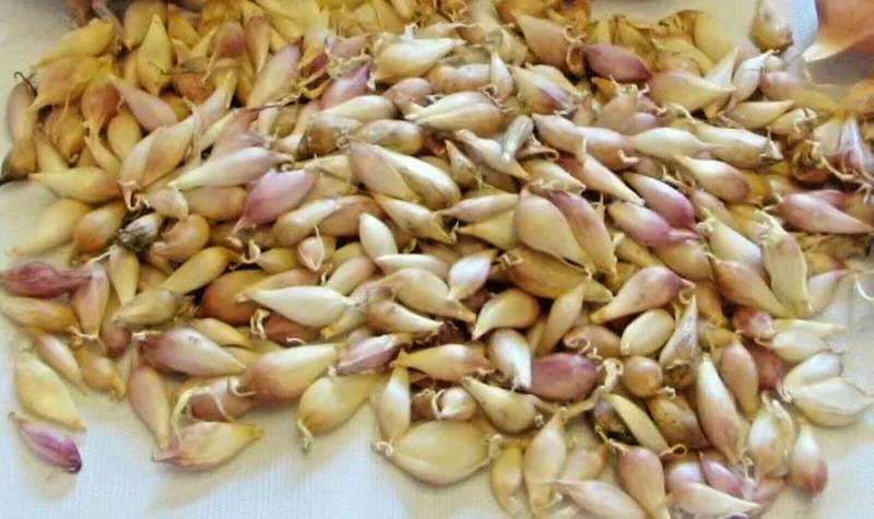 Elephant Garlic Seeds - Fresh Harvest USA Garlic Seed for Planting - Image 3