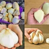 Elephant Garlic Seeds Fresh Harvest USA Garlic Seed - Perennial, Edible - Image 1
