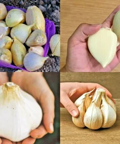 Elephant Garlic Seeds Fresh Harvest USA Garlic Seed - Perennial, Edible - Image 1