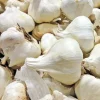 Elephant Garlic Seeds – Organic Jumbo Size Garlic Cloves for Planting – USA Grown - Image 1