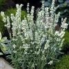 Ellagance Ice Lavender Seeds - 20 Count - White Flowers, Fragrant - Image 1