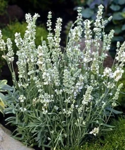 Ellagance Ice Lavender Seeds - 20 Count - White Flowers, Fragrant - Image 1