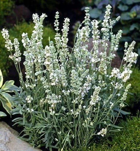 Ellagance Ice Lavender Seeds - 20 Count - White Flowers, Fragrant - Image 1