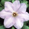 Elsa Spaeth Clematis Live Plant – Light Purple – 2.5 inch Pot – Outdoor Vine - Image 1