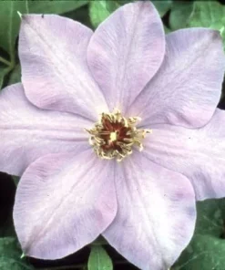 Elsa Spaeth Clematis Live Plant – Light Purple – 2.5 inch Pot – Outdoor Vine - Image 1