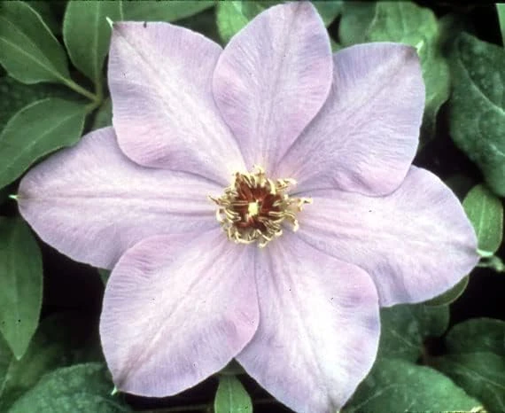 Elsa Spaeth Clematis Live Plant – Light Purple – 2.5 inch Pot – Outdoor Vine - Image 1
