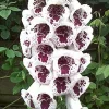 Elsey Kelsey Foxglove Seeds - Digitalis purpurea 'Elsey Kelsey' - 50 Seed Pack - Image 1