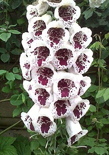 Elsey Kelsey Foxglove Seeds - Digitalis purpurea 'Elsey Kelsey' - 50 Seed Pack - Image 1