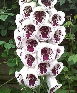 Elsey Kelsey Foxglove Seeds - Digitalis purpurea 'Elsey Kelsey' - 50 Seed Pack - Image 2