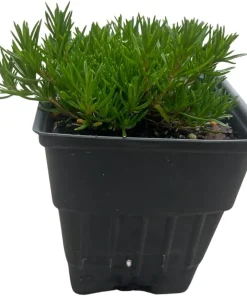 Emerald Blue Creeping Phlox Live Plant – Quart Pot – Perennial Groundcover – Zones 2-9 - Image 2