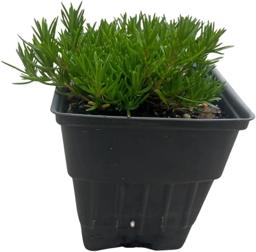 Emerald Blue Creeping Phlox Live Plant – Quart Pot – Perennial Groundcover – Zones 2-9 - Image 2