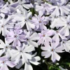 Emerald Blue Creeping Phlox Live Plant – Quart Pot – Perennial Groundcover – Zones 2-9 - Image 1