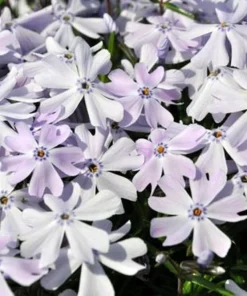 Emerald Blue Creeping Phlox Live Plant – Quart Pot – Perennial Groundcover – Zones 2-9 - Image 1