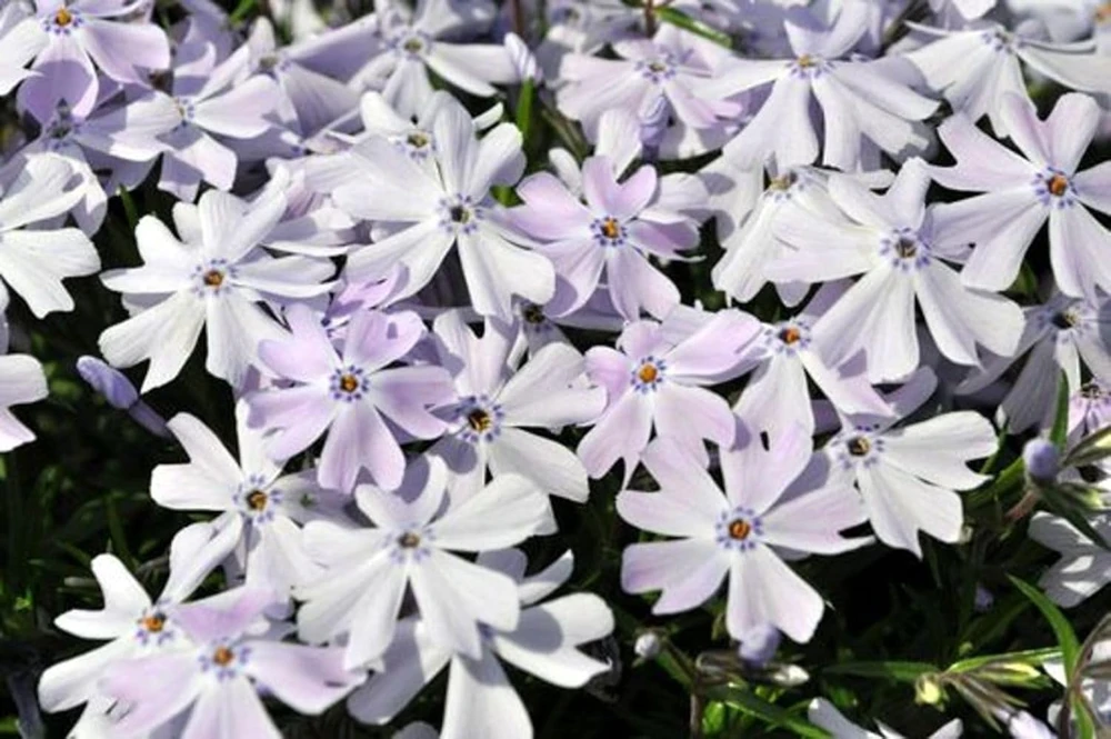 Emerald Blue Creeping Phlox Live Plant – Quart Pot – Perennial Groundcover – Zones 2-9 - Image 1