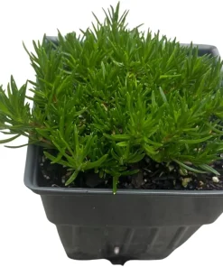 Emerald Blue Creeping Phlox Live Plant – Quart Pot – Perennial Groundcover – Zones 2-9 - Image 3