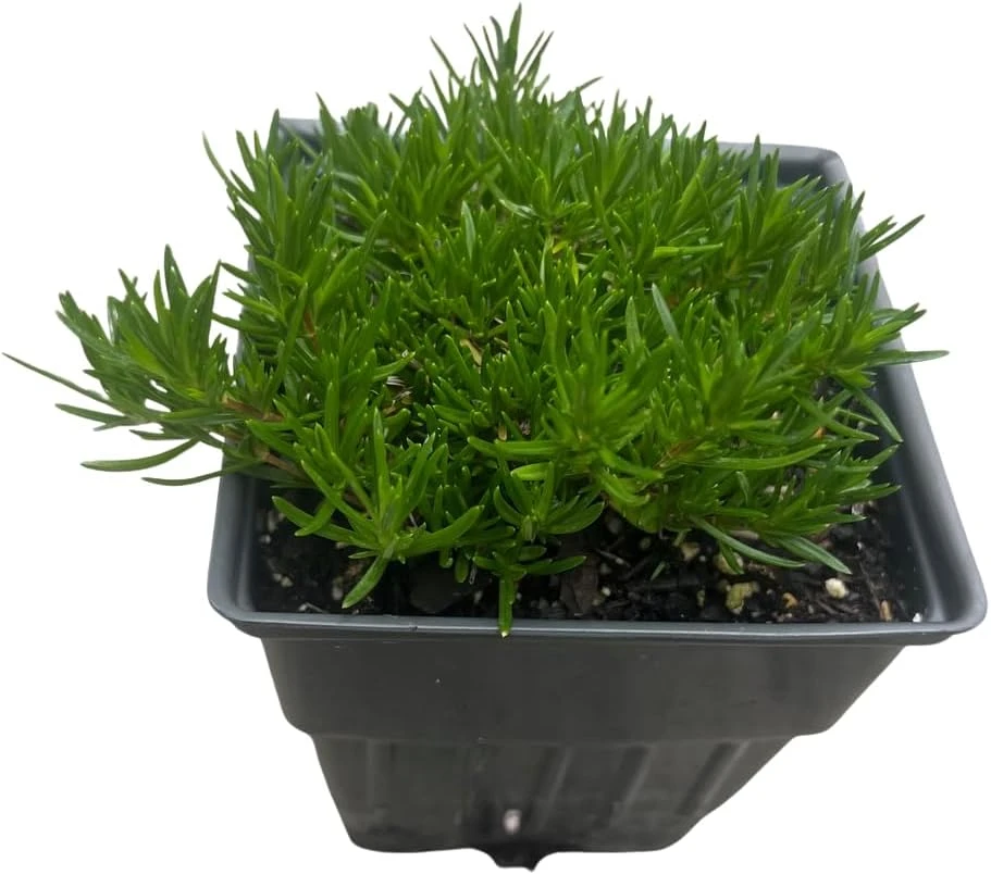 Emerald Blue Creeping Phlox Live Plant – Quart Pot – Perennial Groundcover – Zones 2-9 - Image 3
