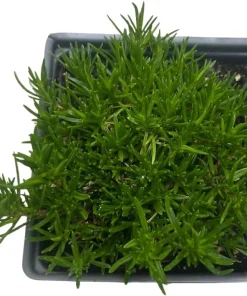 Emerald Blue Creeping Phlox Live Plant – Quart Pot – Perennial Groundcover – Zones 2-9 - Image 4