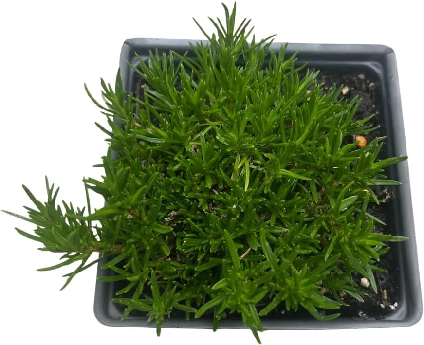 Emerald Blue Creeping Phlox Live Plant – Quart Pot – Perennial Groundcover – Zones 2-9 - Image 4