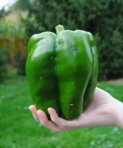 Emerald Giant Bell Pepper Seeds - Sweet, Non-GMO, Heirloom, Organic - 30+ Seeds - Image 1