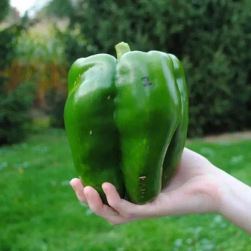 Emerald Giant Bell Pepper Seeds - Sweet, Non-GMO, Heirloom, Organic - 30+ Seeds - Image 1