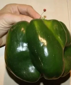 Emerald Giant Bell Pepper Seeds - Sweet, Non-GMO, Heirloom, Organic - 30+ Seeds - Image 2