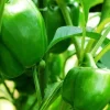 Emerald Giant Sweet Pepper Seeds - 20 Count - Capsicum Annuum - Image 1