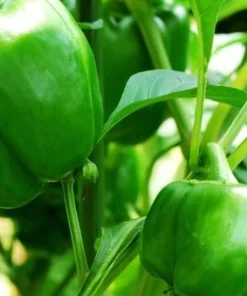 Emerald Giant Sweet Pepper Seeds - 20 Count - Capsicum Annuum - Image 1