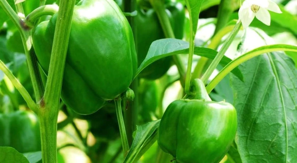 Emerald Giant Sweet Pepper Seeds - 20 Count - Capsicum Annuum - Image 1