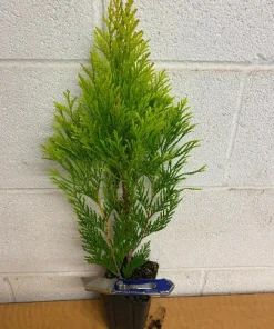 Emerald Green Arborvitae Live Plant – 4 inch Pot – Thuja occidentalis – Outdoor - Image 2