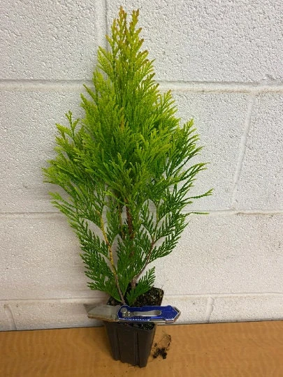 Emerald Green Arborvitae Live Plant – 4 inch Pot – Thuja occidentalis – Outdoor - Image 2