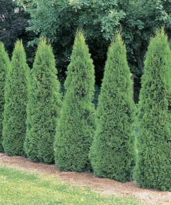 Emerald Green Arborvitae Live Plant – 4 inch Pot – Thuja occidentalis – Outdoor - Image 4