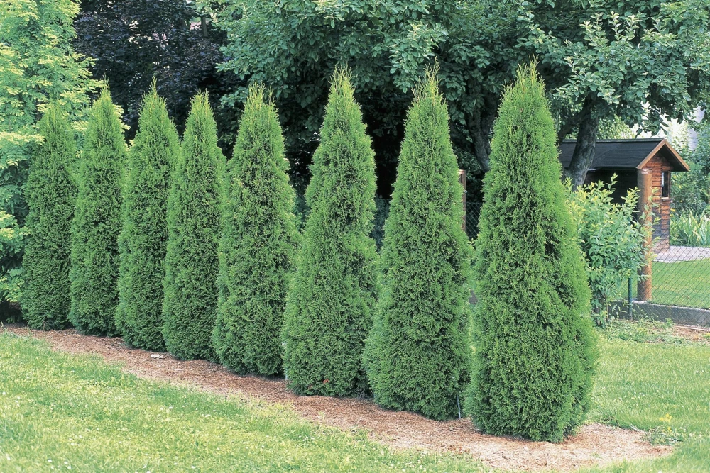 Emerald Green Arborvitae Live Plant – 4 inch Pot – Thuja occidentalis – Outdoor - Image 4