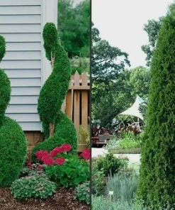 Emerald Green Arborvitae Live Plant – 4 inch Pot – Thuja occidentalis – Outdoor - Image 5