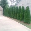 Emerald Green Arborvitae Live Plant – 4 inch Pot – Thuja occidentalis – Outdoor - Image 1