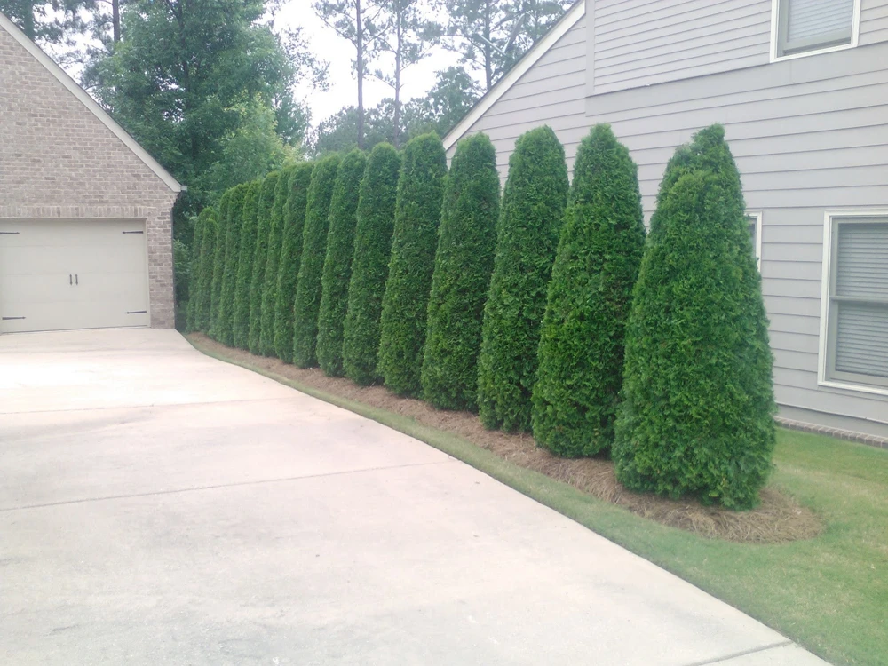 Emerald Green Arborvitae Live Plant – 4 inch Pot – Thuja occidentalis – Outdoor - Image 1