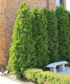 Emerald Green Arborvitae Live Plant – 4 inch Pot – Thuja occidentalis – Outdoor - Image 6