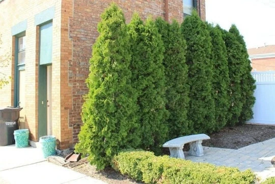 Emerald Green Arborvitae Live Plant – 4 inch Pot – Thuja occidentalis – Outdoor - Image 6