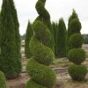 Emerald Green Arborvitae Live Plant, Thuja occidentalis, 2.5 inch Pot, 6-12 inch Tall - Image 1