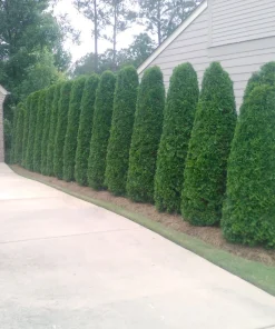 Emerald Green Arborvitae Live Plant - Thuja occidentalis - 1 Gallon Pot - Image 2