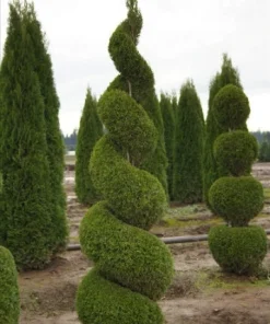Emerald Green Arborvitae Live Plant - Thuja occidentalis - 1 Gallon Pot - Image 3
