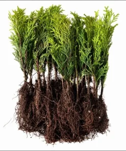 Emerald Green Arborvitae Live Plants - 20 Pack, 6-12
