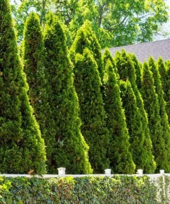 Emerald Green Arborvitae Live Plants - 20 Pack, 6-12