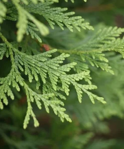 Emerald Green Arborvitae Live Plants - 20 Pack, 6-12