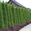 Emerald Green Arborvitae Live Plants - 20 Pack, 6-12" Tall Privacy Trees - Image 1