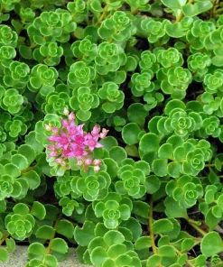 Emerald Green Sedum Live Plant - Sedum spurium 'Makinoi' - 2.5" Pot - Indoor/Outdoor - Image 2