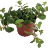 Emerald Green Sedum Live Plant - Sedum spurium 'Makinoi' - 2.5" Pot - Indoor/Outdoor - Image 1